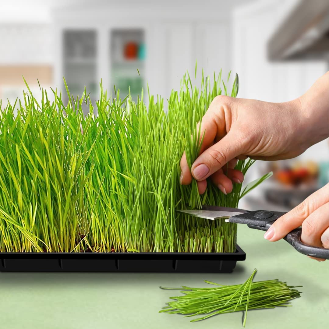 Microgreens Tray